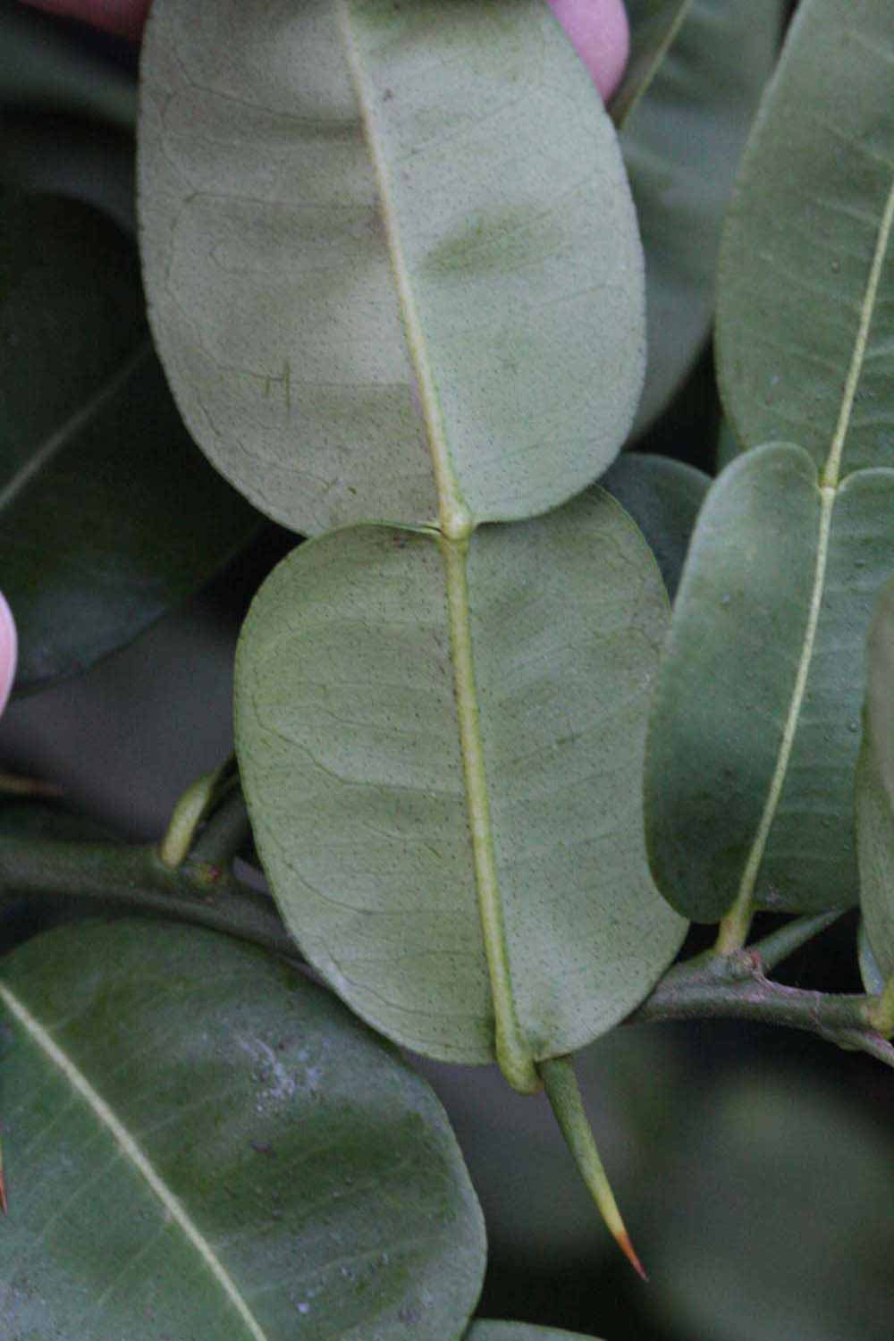              Petiole (Riverside, CA)       